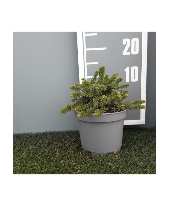 Grevillea Lanigera - Planta Ornamental Compacta y Resistente | Endanea Garden

