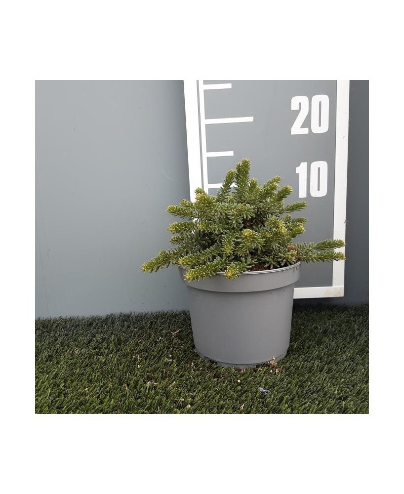 Grevillea Lanigera - Planta Ornamental Compacta y Resistente | Endanea Garden

