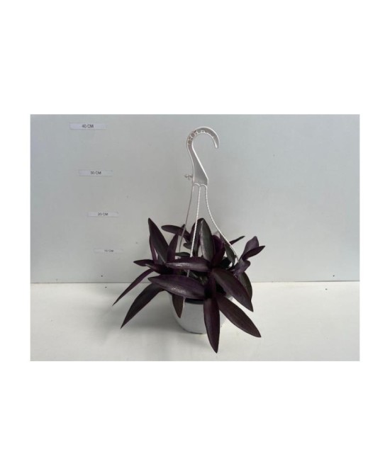Tradescantia Pallida Purpurea - Planta de Hojas Moradas Vibrantes | Endanea Garden


