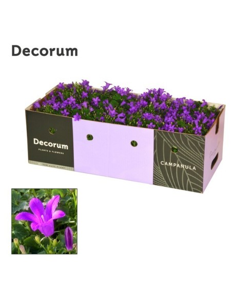 Campanula Perenne en Maceta 11 cm  Flores Coloridas y Fácil Cuidado | Endanea Garden

