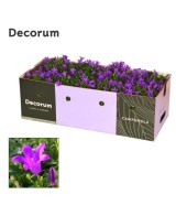 Campanula Perenne en Maceta 11 cm  Flores Coloridas y Fácil Cuidado | Endanea Garden

