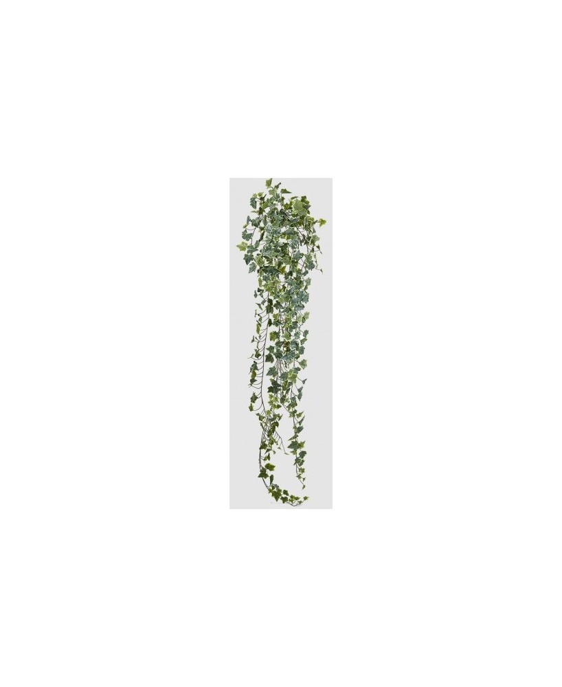 HEDERA BELL VERDE BLANCO