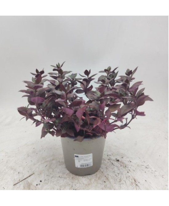Alternanthera - Planta Decorativa de Colores Vibrantes | Endanea Garden

