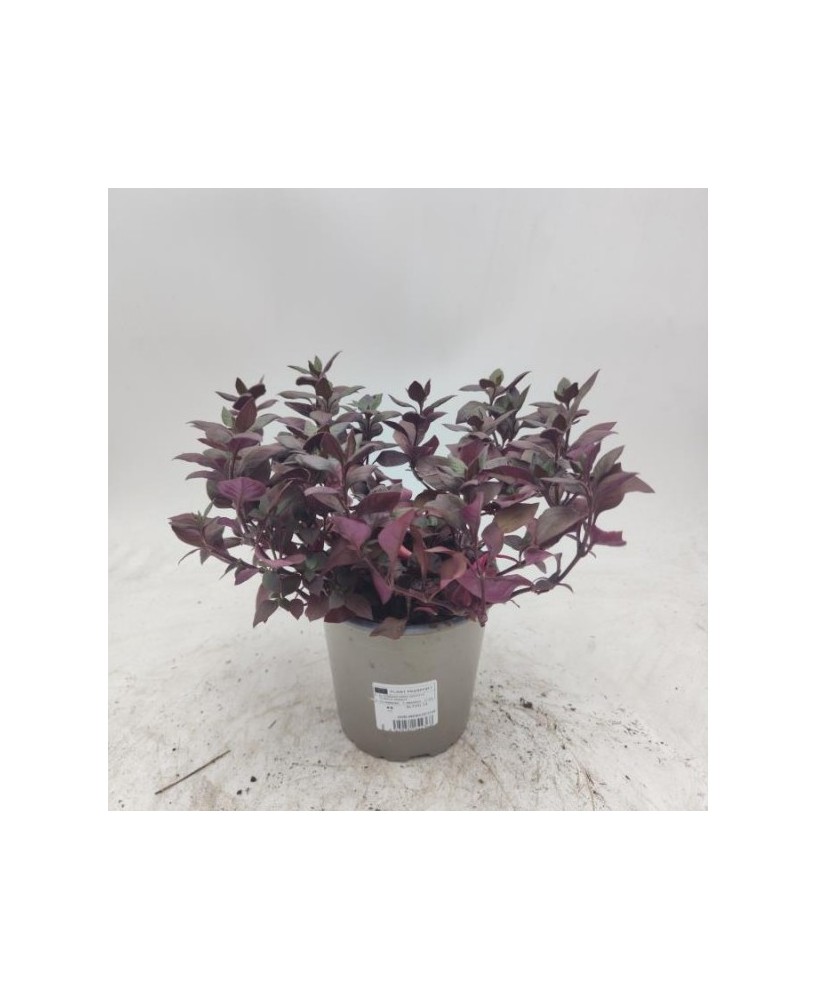 Alternanthera - Planta Decorativa de Colores Vibrantes | Endanea Garden

