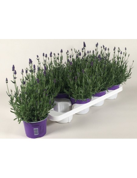 Lavandula Angustifolia 'Essence Purple'  Lavanda Púrpura Aromática para Jardín | Endanea Garden

