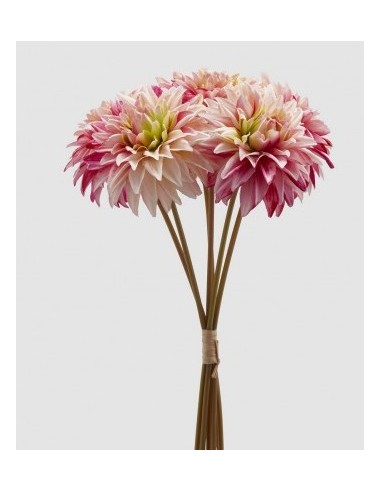 DALIA MAZZO ROSA CLARO