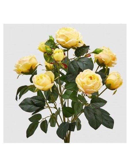 ROSAPEONIA CHIC AMARILLO CLARO