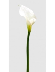 CALLA ROYAL