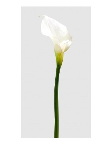 CALLA ROYAL