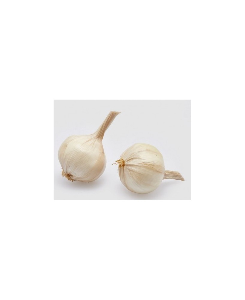 AJO BLANCO