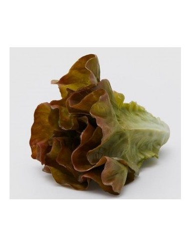 LECHUGA
