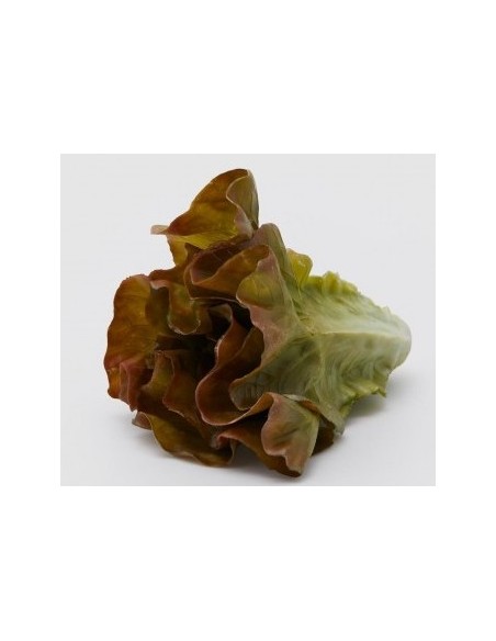 LECHUGA