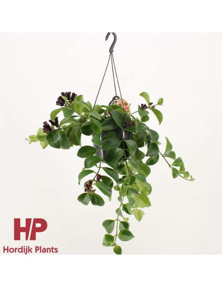 Aeschynanthus Mona Lisa | Planta Colgante Exótica con Flores Rojas - Endanea Garden