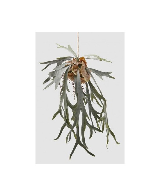 PLATYCERIUM COLGANTE H80 VERDE