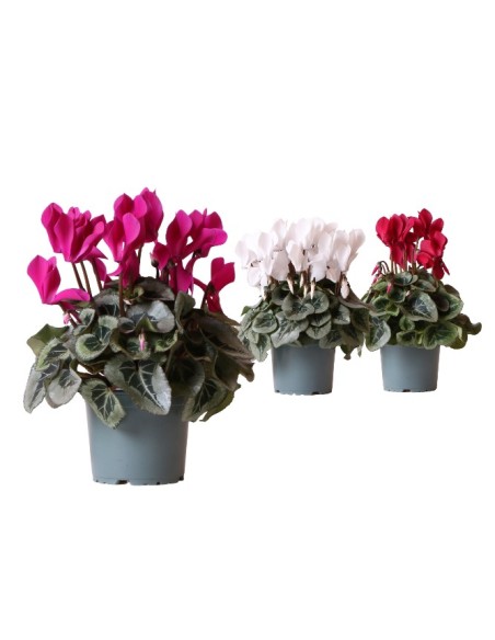 CYCLAMEN PERSICUM