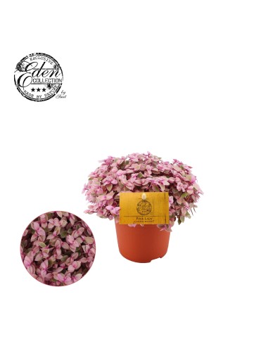 Callisia Rosato  Planta de Follaje Colorido y Compacto | Endanea Garden

