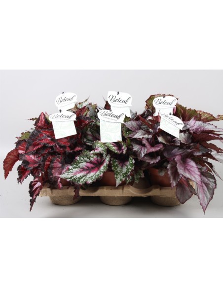 Begonia Foliage Beleaf ECO | Planta de interior ecológica y decorativa

