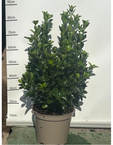 Evonymus Japonicus 60 cm - Planta perenne resistente y versátil | Endanea Garden

