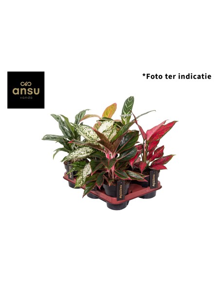 Algaonema Mix  Planta Tropical Compacta y Decorativa para Interior | Endanea Garden

