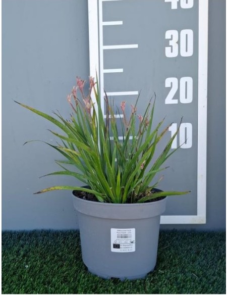 Anigozanthos M5L  Planta Exótica y Resistente | Endanea Garden

