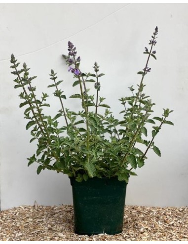 Nepeta  Planta Aromática y Resistente para Jardín | Endanea Garden

