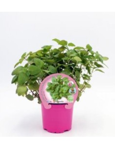 Melisa Officinalis | Planta Medicinal Calmante Natural  Endanea

