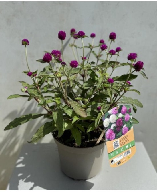 GOMPHRENA GLOBOSA PING PONG M10.5