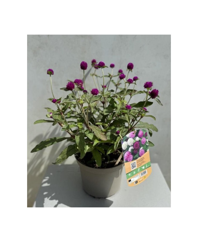 GOMPHRENA GLOBOSA PING PONG M10.5