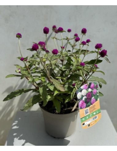 GOMPHRENA GLOBOSA PING PONG M13