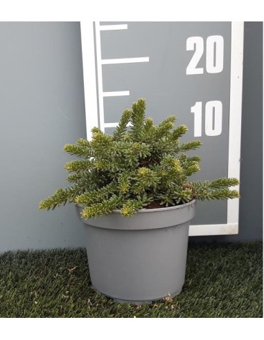 Grevillea Mount Tamboritha 2.5L - Planta Resistente y Exótica | Endanea Garden

