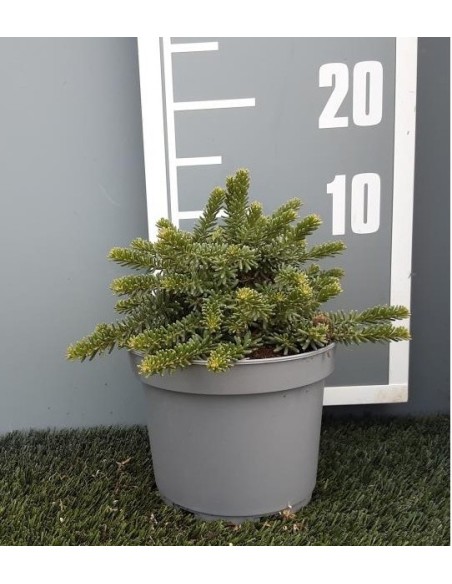 Grevillea Mount Tamboritha 2.5L - Planta Resistente y Exótica | Endanea Garden

