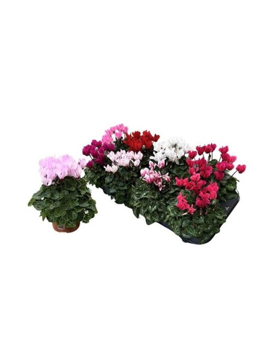 CYCLAMEN M10.5
