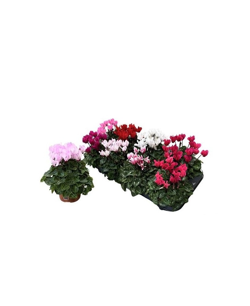 CYCLAMEN M10.5