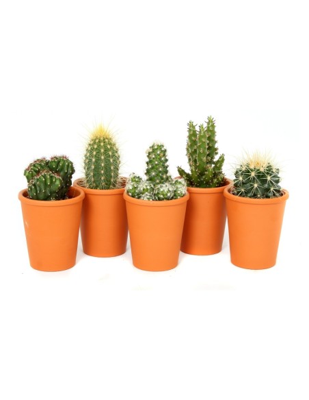 Cactus Mix Variedades  Cactus Decorativos y Resistentes | Endanea Garden

