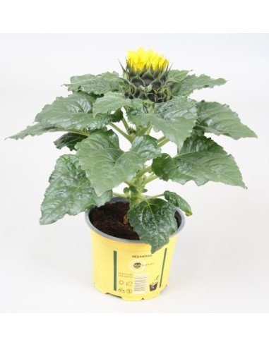 Helianthus Artificial - Girasol Decorativo Realista y Sin Mantenimiento | Endanea Garden

