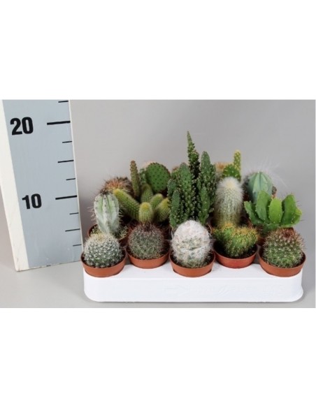 Cactus Mix Decorated Endanea Garden  Set de Cactus Decorativos Elegantes y Sin Mantenimiento


