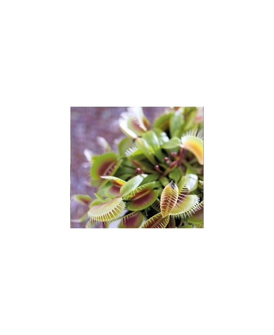 Dionaea Muscipula Venus Atrapamoscas | Planta Carnívora Fácil de Cuidar

