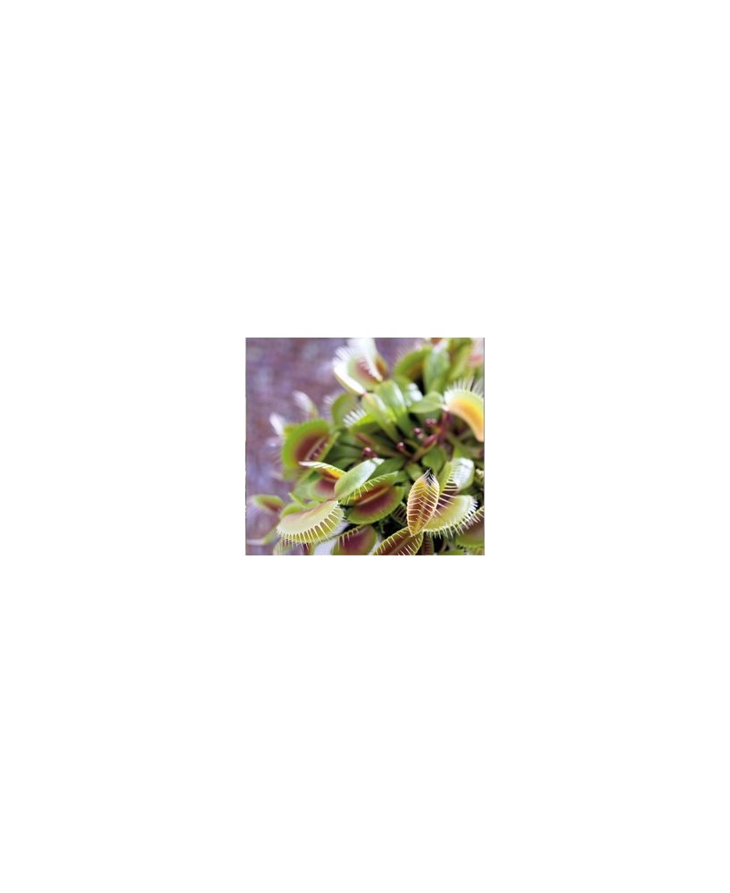 Dionaea Muscipula Venus Atrapamoscas | Planta Carnívora Fácil de Cuidar

