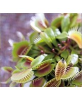 Dionaea Muscipula Venus Atrapamoscas | Planta Carnívora Fácil de Cuidar

