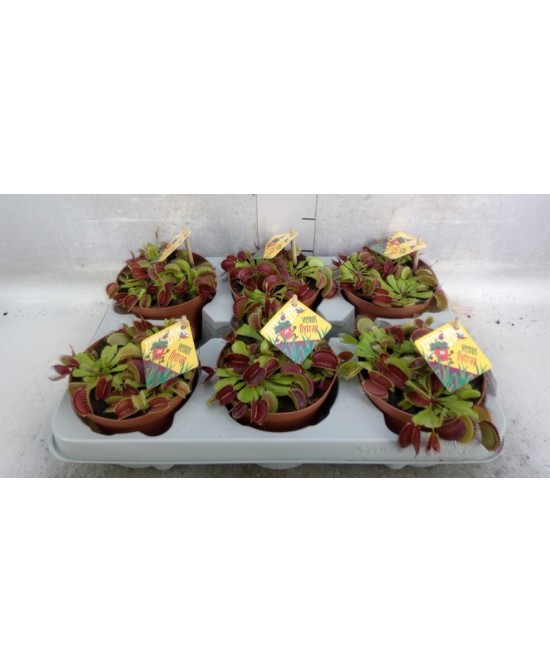 Dionaea Muscipula Venus Atrapamoscas | Planta Carnívora Fácil de Cuidar

