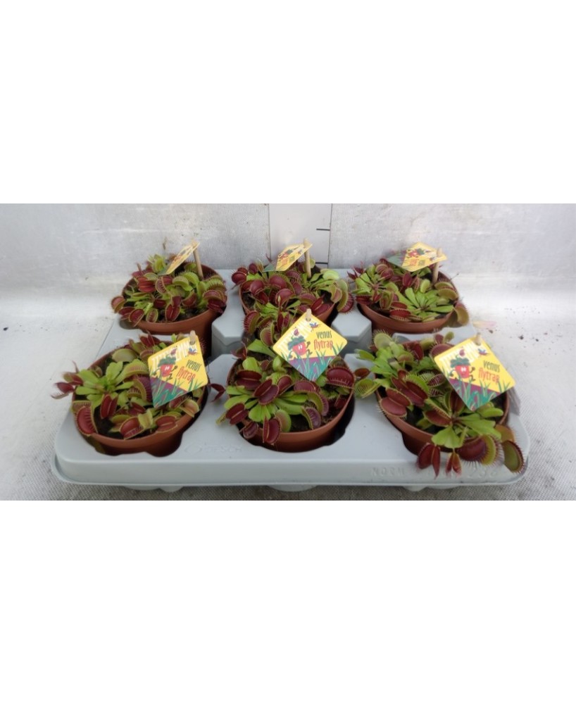 Dionaea Muscipula Venus Atrapamoscas | Planta Carnívora Fácil de Cuidar


