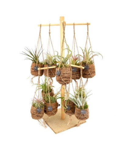 Tillandsias Plantas Aéreas  Decoración Natural y Fácil Cuidado | Endanea Garden

