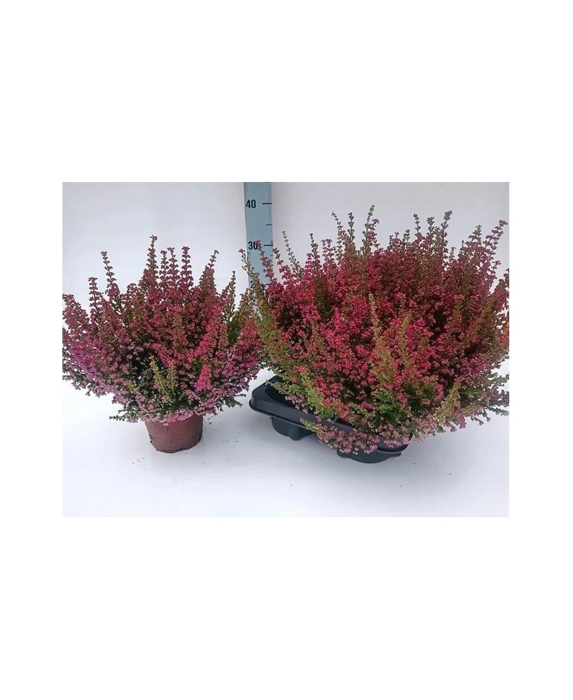 ERICA GRACILIS