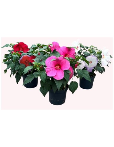 Planta Hibiscus - Flores Vibrantes y Fácil Cuidado | Endanea Garden

