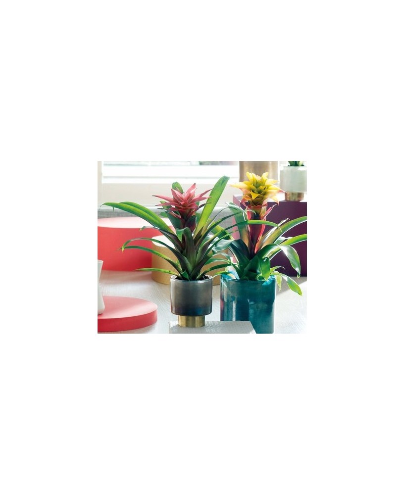 Planta Guzmania Tropical de Interior | Fácil Cuidado y Color Vibrante - Endanea Garden


