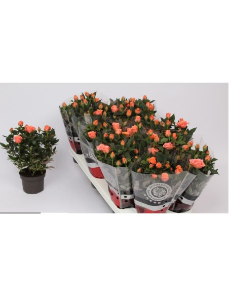 Rosa Kordana Grande Mix  Flores Vibrantes y Fácil Cuidado para Interior

