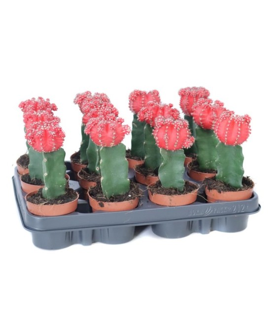 Succulents Endanea Garden | Plantas suculentas de bajo mantenimiento para interiores y exteriores

