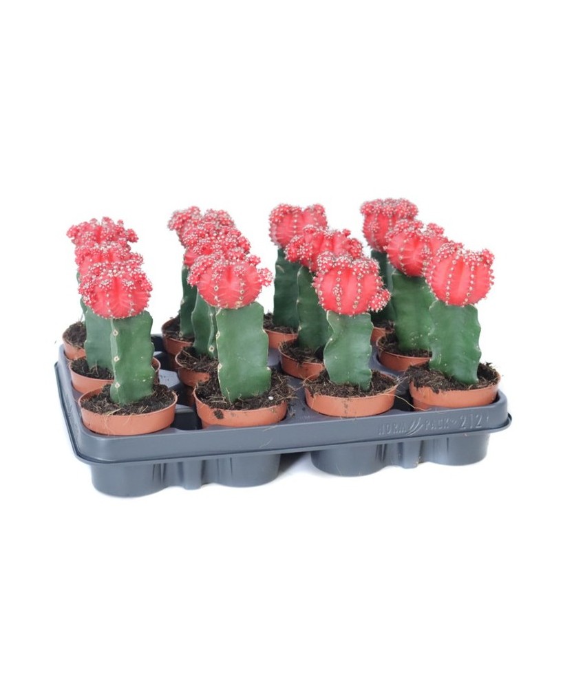Succulents Endanea Garden | Plantas suculentas de bajo mantenimiento para interiores y exteriores

