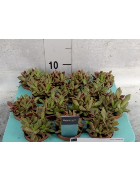 Anacampseros Suculenta Exótica | Fácil Cuidado y Decorativa  Endanea Garden

