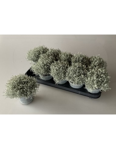 Calocephalus Leucophylla Brownii M12 Gris Plata planta ornamental follaje elegante